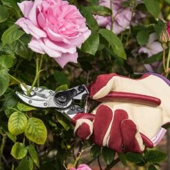 Kent & Stowe Rose Cut & Hold Secateurs -WEBBS Sales 1031091 2