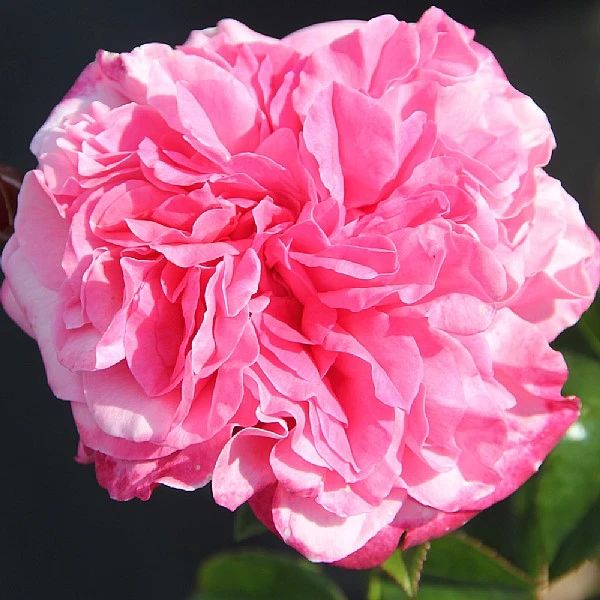 Timeless Pink Hybrid Tea Rose 3L 1 Timeless Pink Hybrid Tea Rose 3L