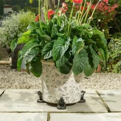 Jardinopia Plant Pot Feet Bronze Frog - Set Of 3 -WEBBS Sales 1177294 4