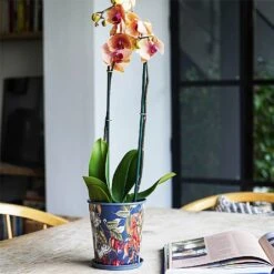 Kew Temperate House Planter With Saucer 14cm -WEBBS Sales 1227771 5