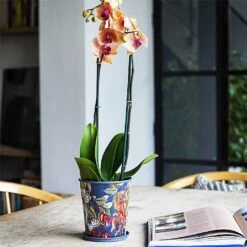 Kew Temperate House Planter With Saucer 16cm -WEBBS Sales 1227772 5