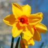 Narcissus 'Fortune' Value Net