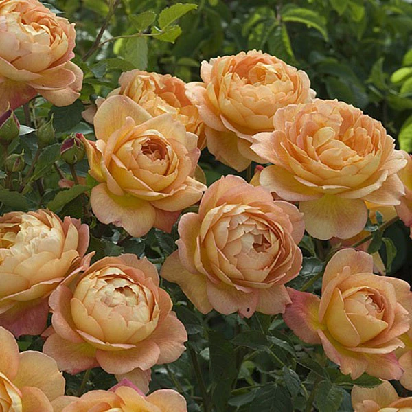 Lady Of Shalott Shrub Rose 6L 1 Lady Of Shalott Shrub Rose 6L