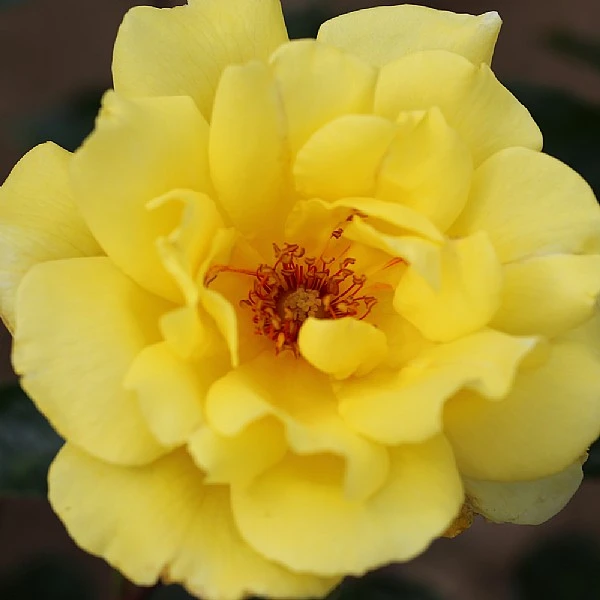 Golden Showers Climbing Rose 4L 1 Golden Showers Climbing Rose 4L