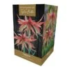 Amaryllis Sumatra Gift Pack