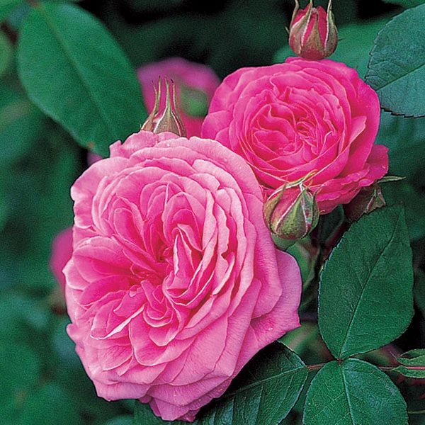 Gertrude Jekyll Shrub Rose 6L 1 Gertrude Jekyll Shrub Rose 6L
