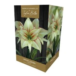 Amaryllis Magic Green Gift Pack