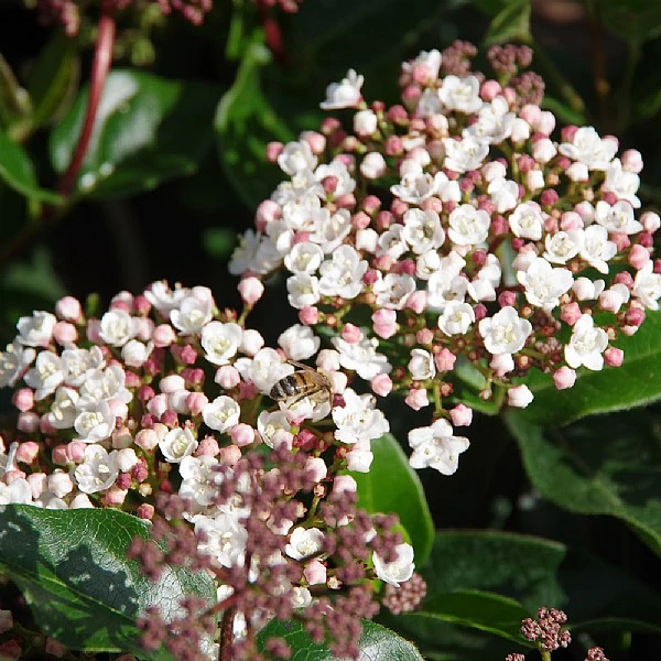 Viburnum Tinus 'Lisarose' 1 Viburnum Tinus 'Lisarose'