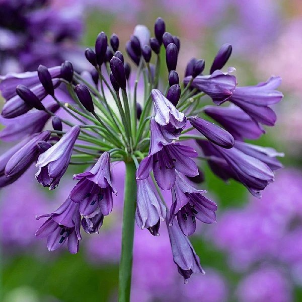 Agapanthus 'Poppin Purple' 1 Agapanthus 'Poppin Purple'
