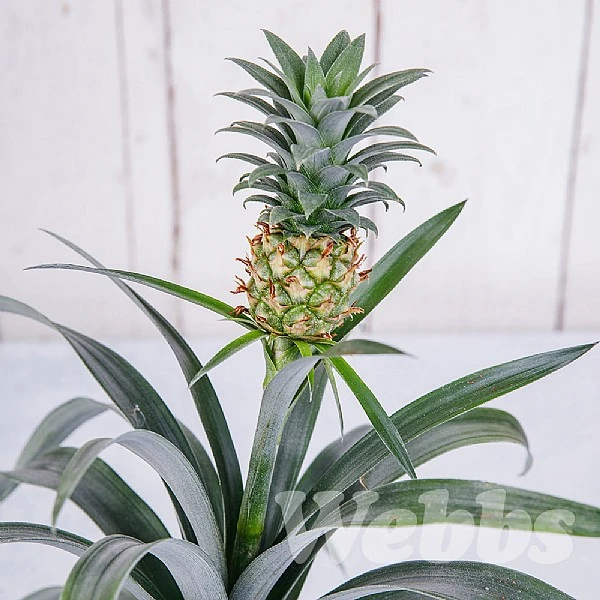 Ananas Mi Amigo (Pineapple Plant) 2 Ananas Mi Amigo (Pineapple Plant) - Image 2