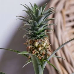 Ananas Mi Amigo (Pineapple Plant) 5 Ananas Mi Amigo (Pineapple Plant) -WEBBS Sales ANANAS 2