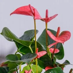 Anthurium Pink (Flamingo Flower) -WEBBS Sales ANTPINKCHA 2