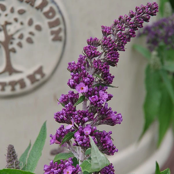Buddleja 'Rocket Star Orchid' 1 Buddleja 'Rocket Star Orchid'