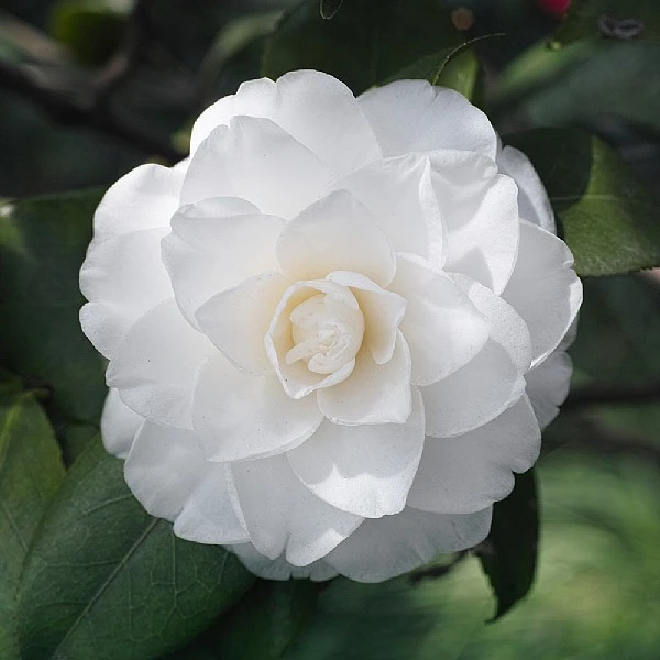 Camelia Japonica 'White' 1 Camelia Japonica 'White'