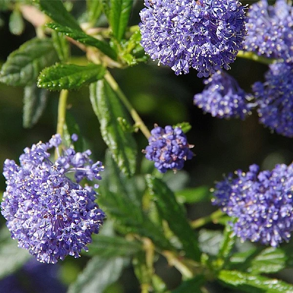 Ceanothus 'Concha' 1 Ceanothus 'Concha'
