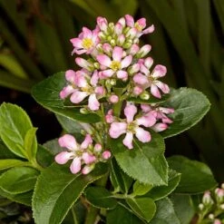 Escallonia 'Pink Elle'