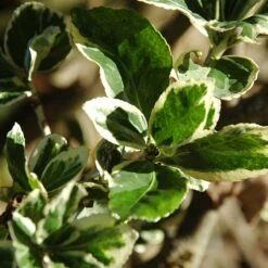 Euonymus Fortunei 'Silver Queen'