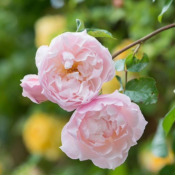 The Generous Gardener English Climbing Rose 1 The Generous Gardener English Climbing Rose