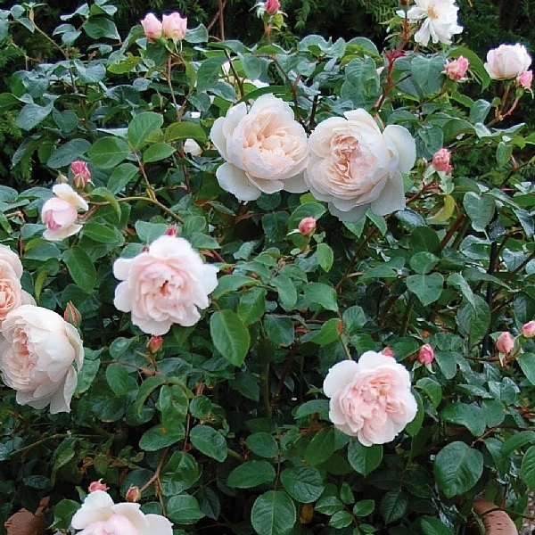 The Generous Gardener English Climbing Rose 2 The Generous Gardener English Climbing Rose - Image 2