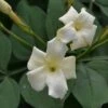 Jasminum Officinale 'Clotted Cream'