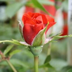 Little Bronze Rose -WEBBS Sales LITTLEBR 2