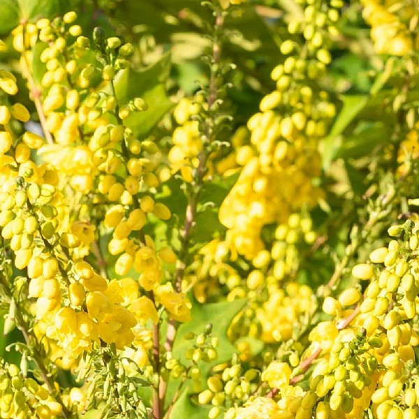 Mahonia X Media 'Winter Sun' 2 Mahonia X Media 'Winter Sun' - Image 2