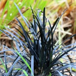 Ophiopogon Planiscapus 'Niger'