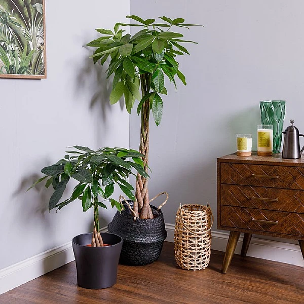 Pachira Aquatica (Money Tree) 1 Pachira Aquatica (Money Tree)