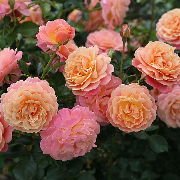 'Peach Melba' Bush Rose 1 'Peach Melba' Bush Rose