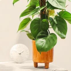 Philodendron Scandens 5 Philodendron Scandens -WEBBS Sales PHILSCA 3