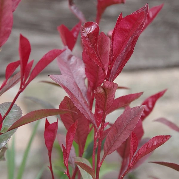 Photinia Fraseri 'Carre Rouge' 1 Photinia Fraseri 'Carre Rouge'
