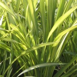 Phormium 'Yellow Wave'