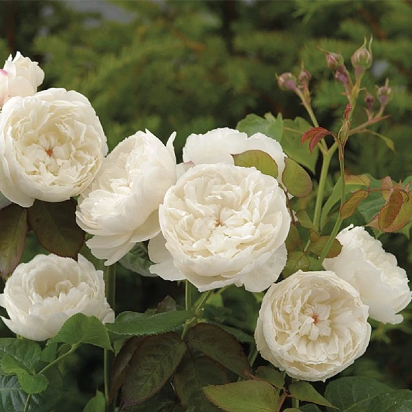 William & Catherine English Shrub Rose 1 William & Catherine English Shrub Rose