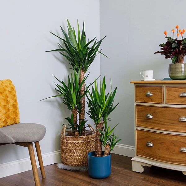 Yucca (Yucca Elephantipes) 1 Yucca (Yucca Elephantipes)